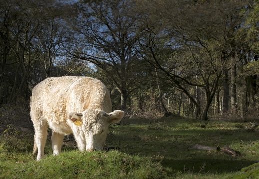 20171027-Fietsrondje-107