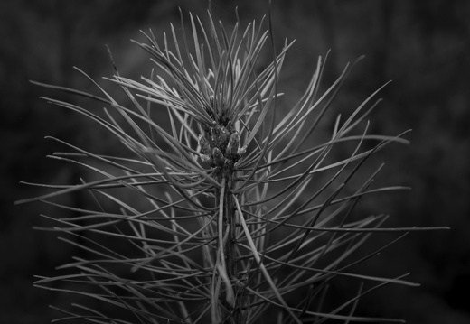 20171223-LageVuursche-102