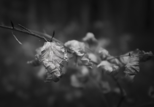 20171223-LageVuursche-104