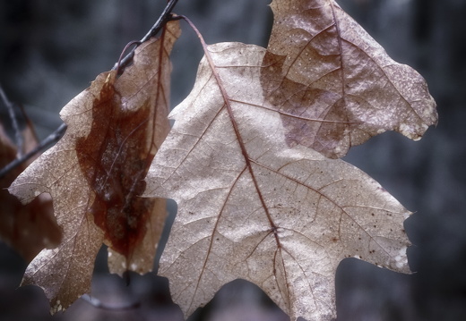 20171223-LageVuursche-106