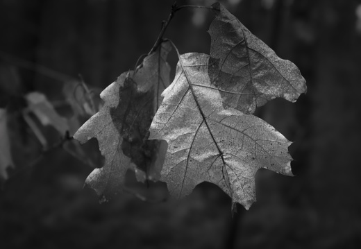 20171223-LageVuursche-107