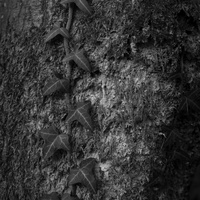 20170121-Corversbos-118
