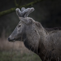 170226-Lelystad-Dierenpark-105
