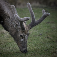 170226-Lelystad-Dierenpark-107