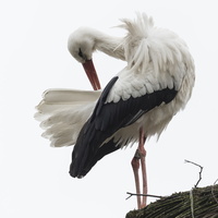 170226-Lelystad-Dierenpark-122