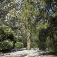 20170402-Arobretum-105