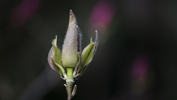 20170402-Arobretum-111