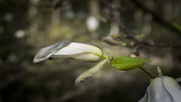 20170402-Arobretum-137