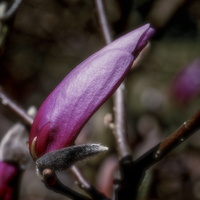 20170402-Arobretum-144