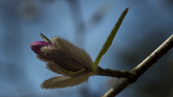 20170402-Arobretum-150