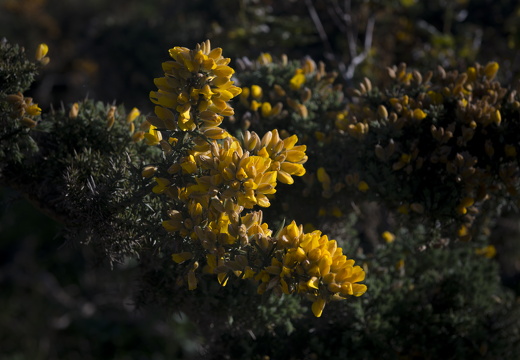20170422-Bretagne-226