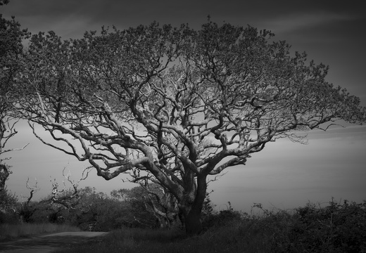 20170422-Bretagne-263