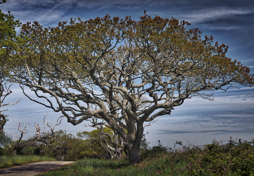 20170422-Bretagne-264