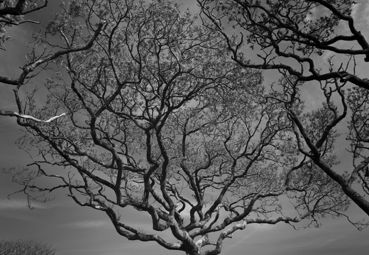 20170422-Bretagne-265