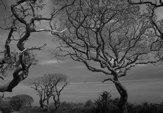 20170422-Bretagne-266