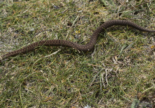 20170422-Bretagne-273