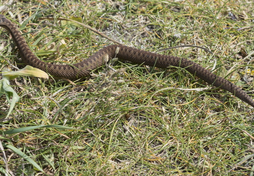 20170422-Bretagne-274