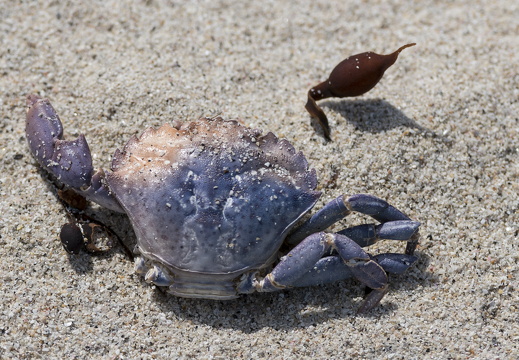 20170422-Bretagne-282