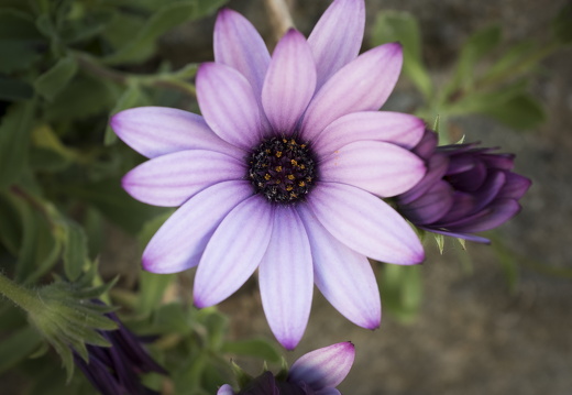 20170422-Bretagne-313