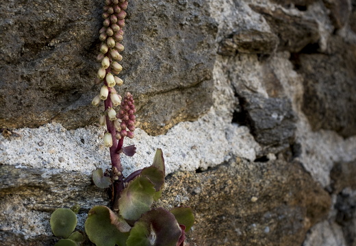 20170422-Bretagne-314