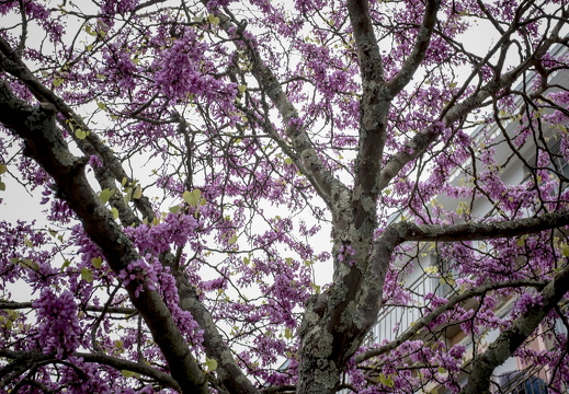 20170422-Bretagne-329