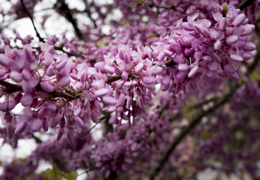 20170422-Bretagne-330