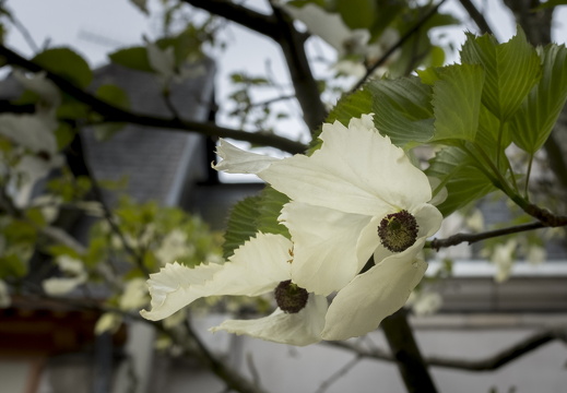 20170422-Bretagne-341
