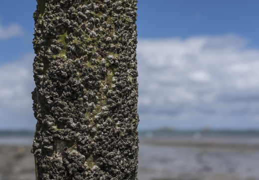 20170422-Bretagne-425