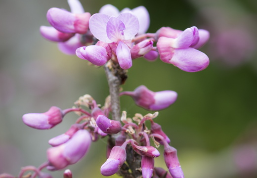 20170422-Bretagne-426
