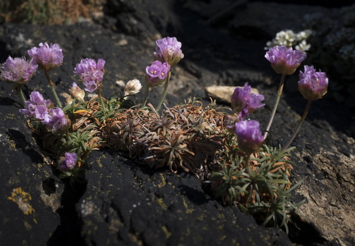 20170422-Bretagne-506