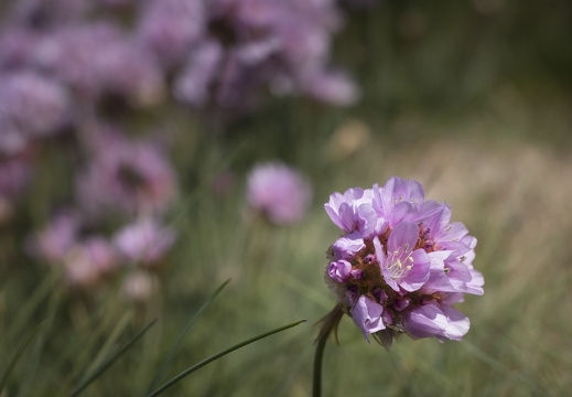 20170422-Bretagne-508