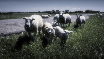 170525-HemelvaartritFriesland-137