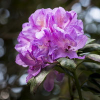 170605-Arboretum-105