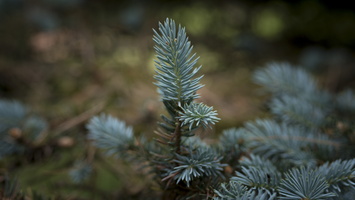 170605-Arboretum-149
