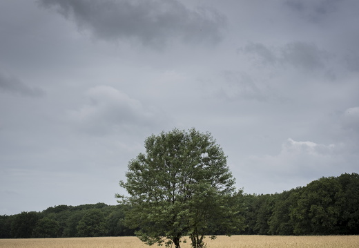 20170701-Corversbos-103