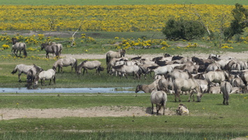 20170715-Oostvaardersplassen-109
