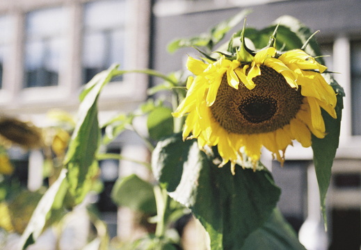 20170923-Nikon-F5-35mm-Porta400-113