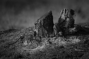 20170924-Kootwijkerzand-133