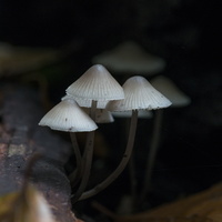 20170930-Paddos-104