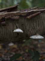 20170930-Paddos-118