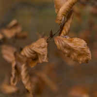 171118-Bos-111