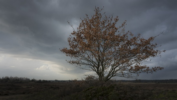171125-Kootwijkerzand-149
