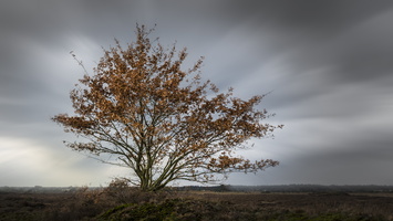 171125-Kootwijkerzand3-100
