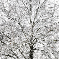 20171210-Loenen-Sneeuw-103