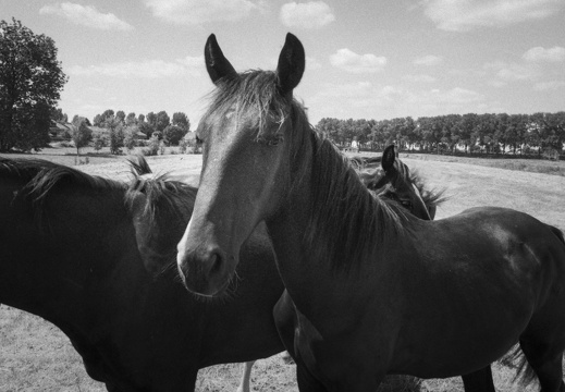20180708-Nikon-FA-20mm-FP4-RondeVenen-400