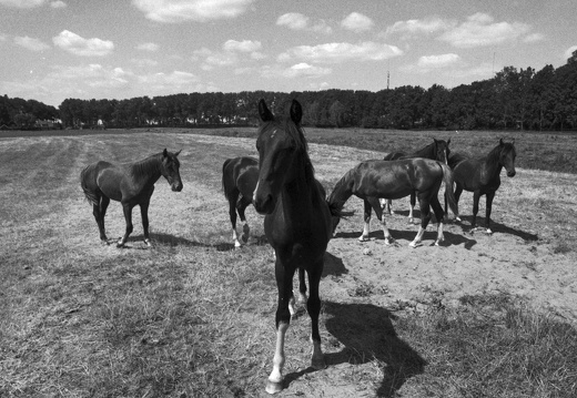 20180708-Nikon-FA-20mm-FP4-RondeVenen-401