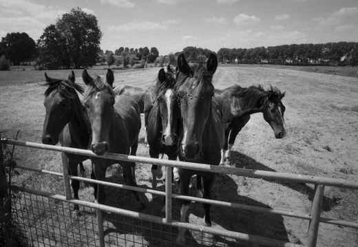 20180708-Nikon-FA-20mm-FP4-RondeVenen-406