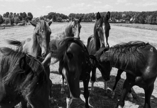 20180708-Nikon-FA-20mm-FP4-RondeVenen-409
