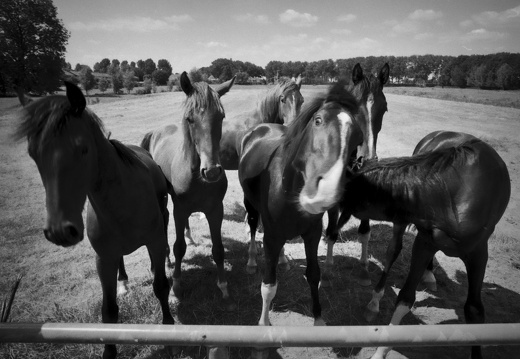 20180708-Nikon-FA-20mm-FP4-RondeVenen-410-bewerkt