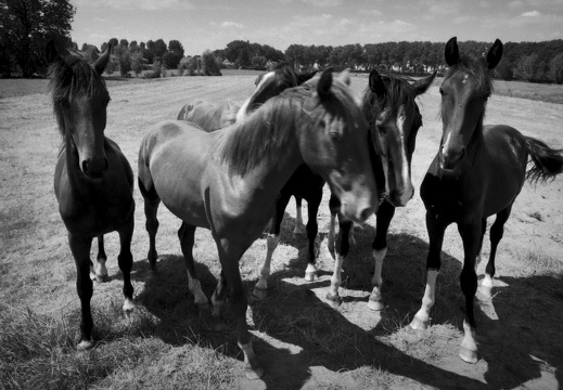 20180708-Nikon-FA-20mm-FP4-RondeVenen-417-bewerkt